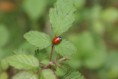 /album/galleria-foto-foto-fauna/a252022-orig-jpg/