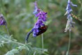/album/galleria-foto-foto-fauna/a1372902-orig-jpg/