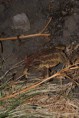 /album/galleria-foto-foto-fauna/a1801066-orig-jpg/