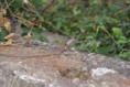 /album/galleria-foto-foto-fauna/a5554310-orig-jpg/