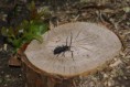 /album/galleria-foto-foto-fauna/a8120519-orig-jpg/