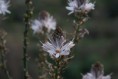 /album/galleria-fotografica-foto-flora/a599139-orig-jpg/