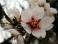 /album/galleria-fotografica-foto-flora/a2101741-orig-jpg/