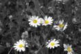 /album/galleria-fotografica-foto-flora/a2352799-orig-jpg/