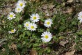 /album/galleria-fotografica-foto-flora/a3657983-orig-jpg/
