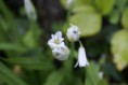 /album/galleria-fotografica-foto-flora/a4642568-orig-jpg/