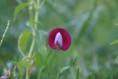 /album/galleria-fotografica-foto-flora/a4976555-orig-jpg/