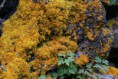 /album/galleria-fotografica-foto-flora/a5181320-orig-jpg/